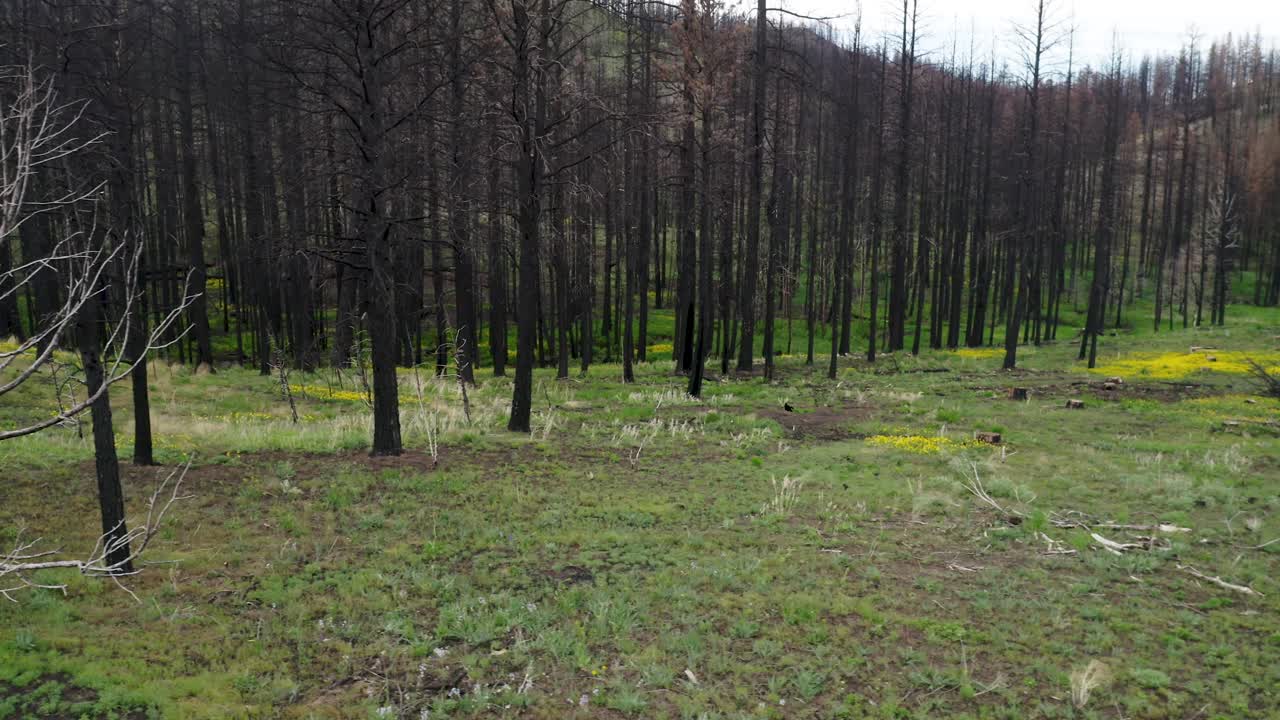 미국 오리건 주 말헤어 카운티 에 있는 윌로우 크리크 근처 의 산불 에서 불타버린 나무 줄기 들