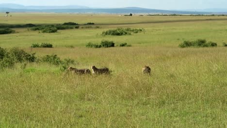 three adult cheetahs hunting together looking for prey