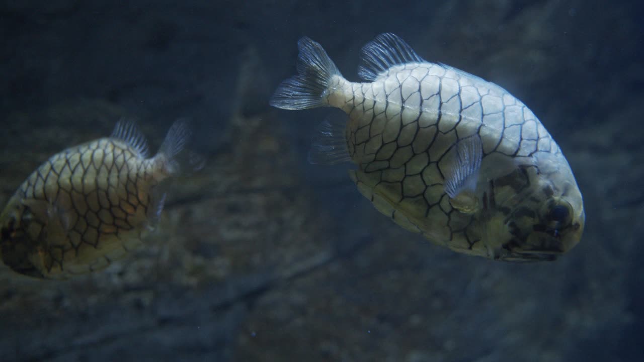 오세아나리움 에 있는 몸 에 줄무 가 있는 물고기 들