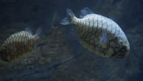 peces con patrón alineado en el cuerpo en un oceanario