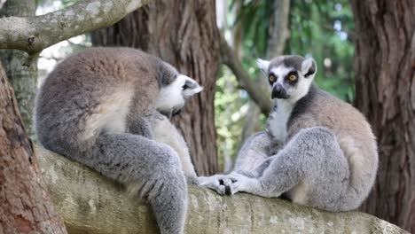 two lemurs grooming and bonding on a tree