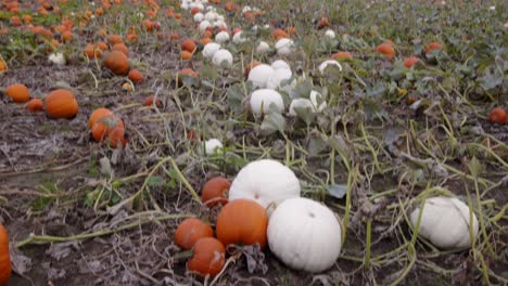 tilt-down-onto-a-line-of-white-and-yellow-orange-pumpkins