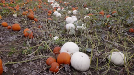 inclinarse hacia abajo en una línea de calabazas blancas y amarillas naranjas
