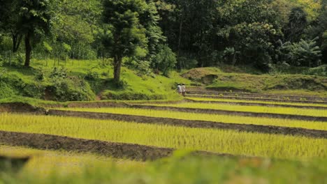 beautiful paddy field landscape with people working in background