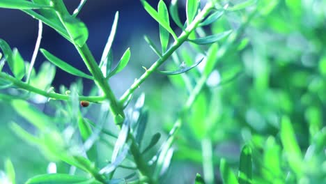 ladybug climbing on vibrant green plant leaves