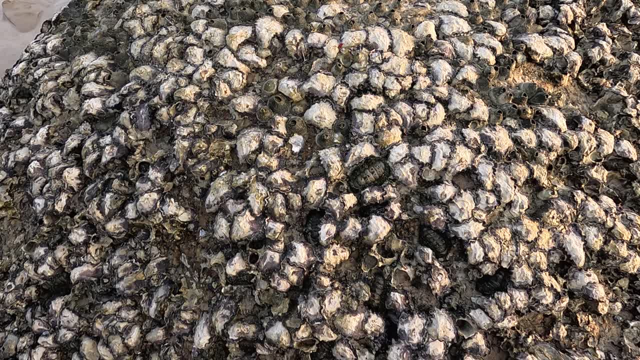 A close-up view of oysters clustered on rocks at a sandy beach in Phuket, Thailand, under natural lighting
