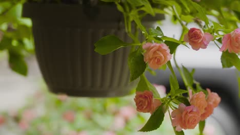 Tilting-up-from-down-to-top-of-Shepard's-hook-holding-a-basket-of-hanging-flowers