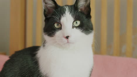 Black-and-white-cat-on-pink-bed