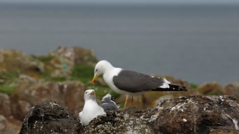close-up of seagulls breeding on the isle of may during the season
