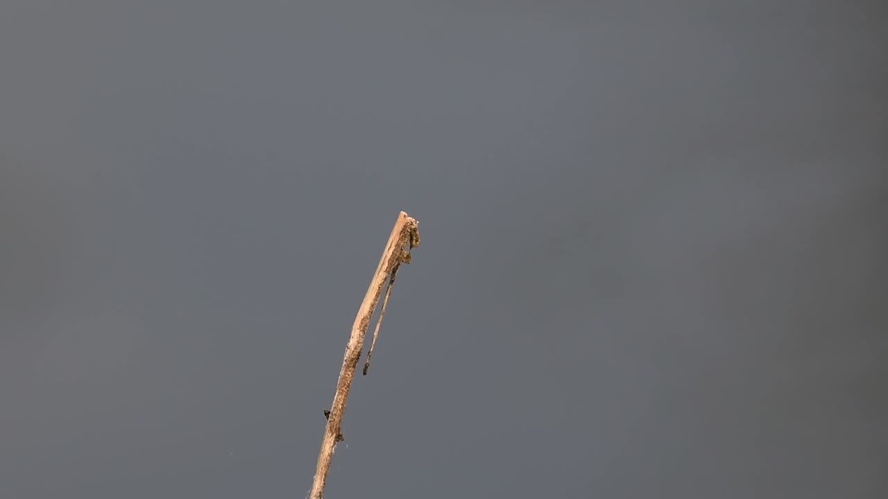 The Common Flangetail dragonfly is commonly seen in Thailand and Asia