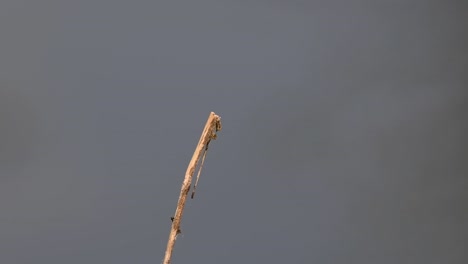 the common flangetail dragonfly is commonly seen in thailand and asia