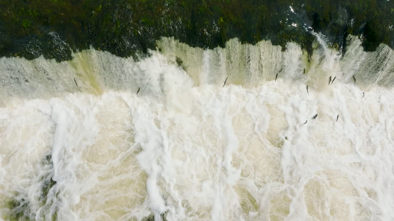 Aerial establishing view of Vimba fish , Kuldiga, sunny spring day, slow motion drone birdseye shot