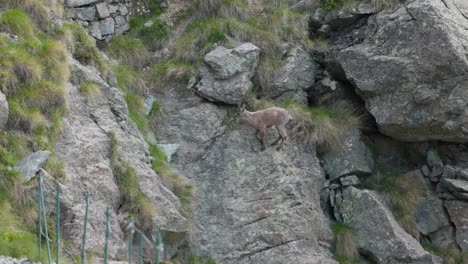 el íbex sube cuidadosamente a lo largo del acantilado de la montaña hacia el sendero de senderismo