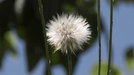 close up of dandelion seed fluffs swaying in the breeze before dispersing