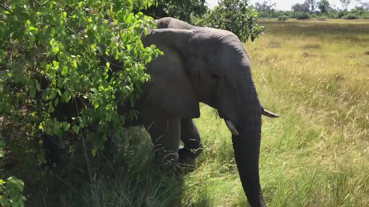 elefante sale de un arbusto directamente en frente de una tienda de campaña en botswana