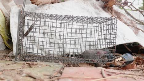enfoque selectivo para ratas en una jaula en casa u oficina