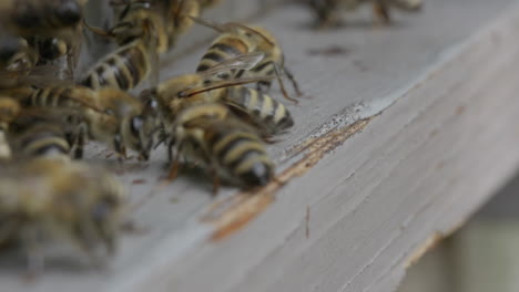 honingbijen controleren de ingang van de korf en dragen stuifmeel