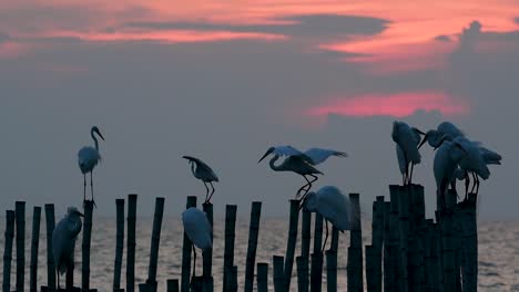 The-Great-Egret,-also-known-as-the-Common-Egret-or-the-Large-Egret