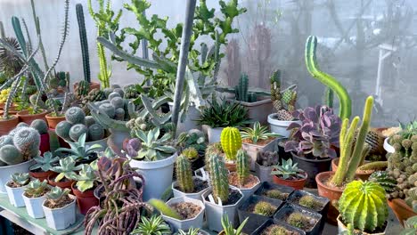 a serene walkthrough of a cactus-filled greenhouse at khlong lat mayom floating market, showcasing diverse succulents under natural lighting