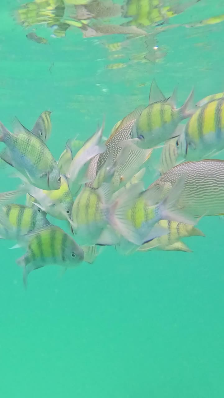 활기찬 물고기가 수중 암초를 탐험합니다.