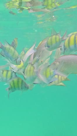peces vibrantes exploran el arrecife submarino