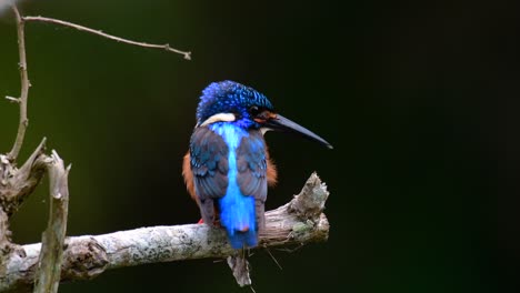 the blue-eared kingfisher is a small kingfisher found in thailand and it is wanted by bird photographers because of its lovely blue ears as it is a small, cute and fluffy blue-feather-ball of a bird