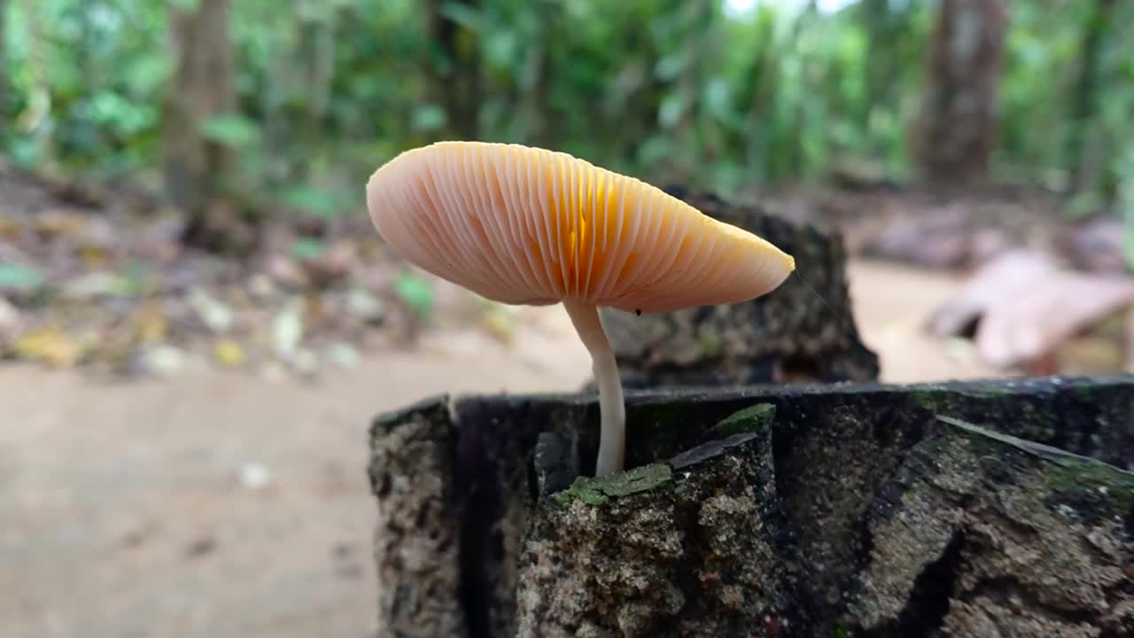 Close-up of a Yellow Mushroom Growing on a Tree Stump