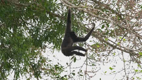 Hanging-with-its-right-hand-as-the-left-hand-reaches-for-some-fruits-and-then-goes-away-to-the-left,-White-handed-Gibbon-Hylobates-lar-,-Thailand