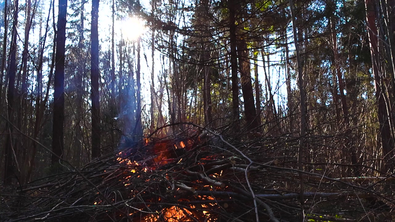 Crackling bonfire of dry branches burning in a dense forest with bright sun rays shining through the tall trees, creating a warm and hazy atmosphere with rising smoke and glowing embers