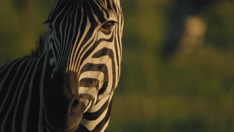 una cebra se encuentra con gracia en la cálida luz de la hora dorada, con sus llamativas rayas blancas y negras que brillan contra el telón de fondo de un paisaje sereno y de tonos dorados