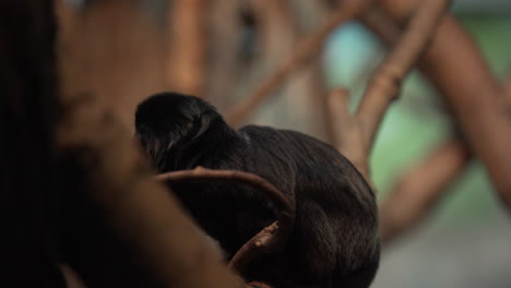 Monkeys-In-The-Zoo---Geoldi's-Marmoset---Little-Black-Hairy-Monkey-Observing-Around-While-Sitting-On-A-Branch---Mid-Shot