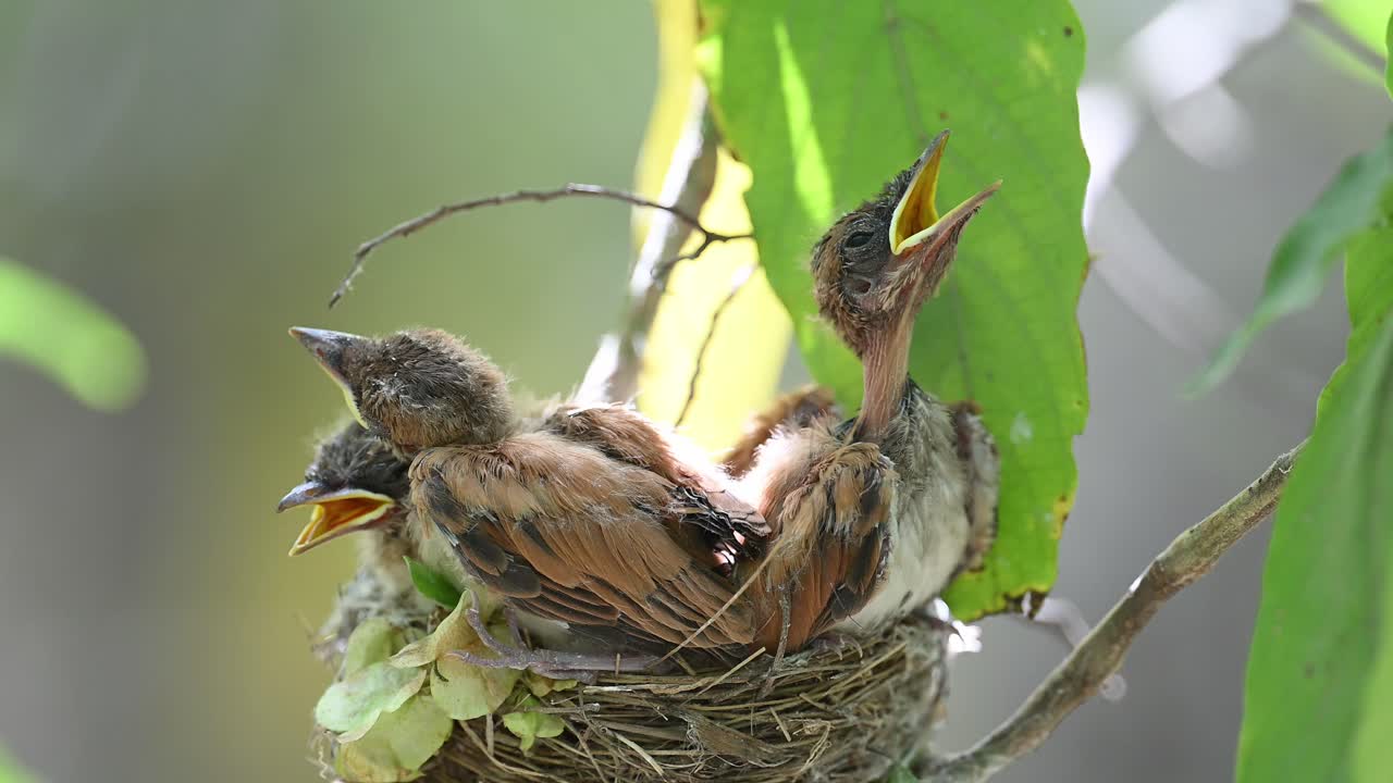 los polluelos hambrientos del paraíso indio atrapan moscas en el nido.