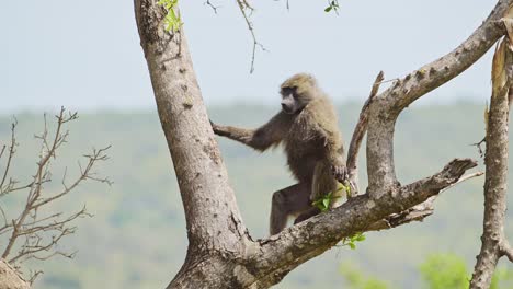 babuino subiendo a un árbol para una mejor vista observando el observatorio sobre la reserva del norte de masai mara, la vida silvestre africana en la reserva nacional de masai mara, los animales de safari de áfrica en kenia
