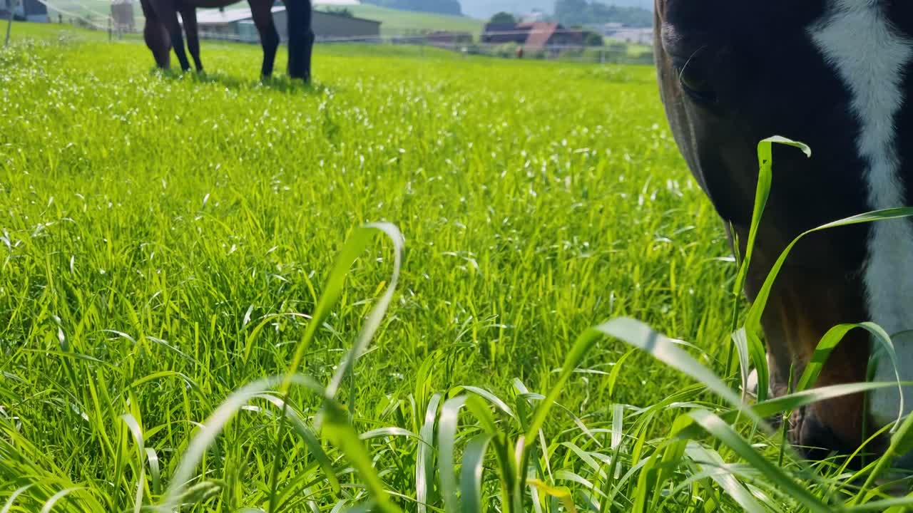 Close-up of a horse eagerly grazing fresh green grass on a sunny spring day near Bern, Switzerland, capturing its natural behavior and the peaceful rural atmosphere