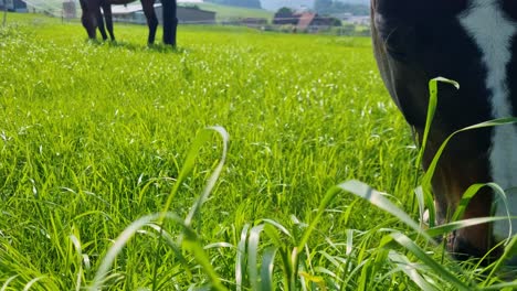 close-up of a horse eagerly grazing fresh green grass on a sunny spring day near bern, switzerland, capturing its natural behavior and the peaceful rural atmosphere