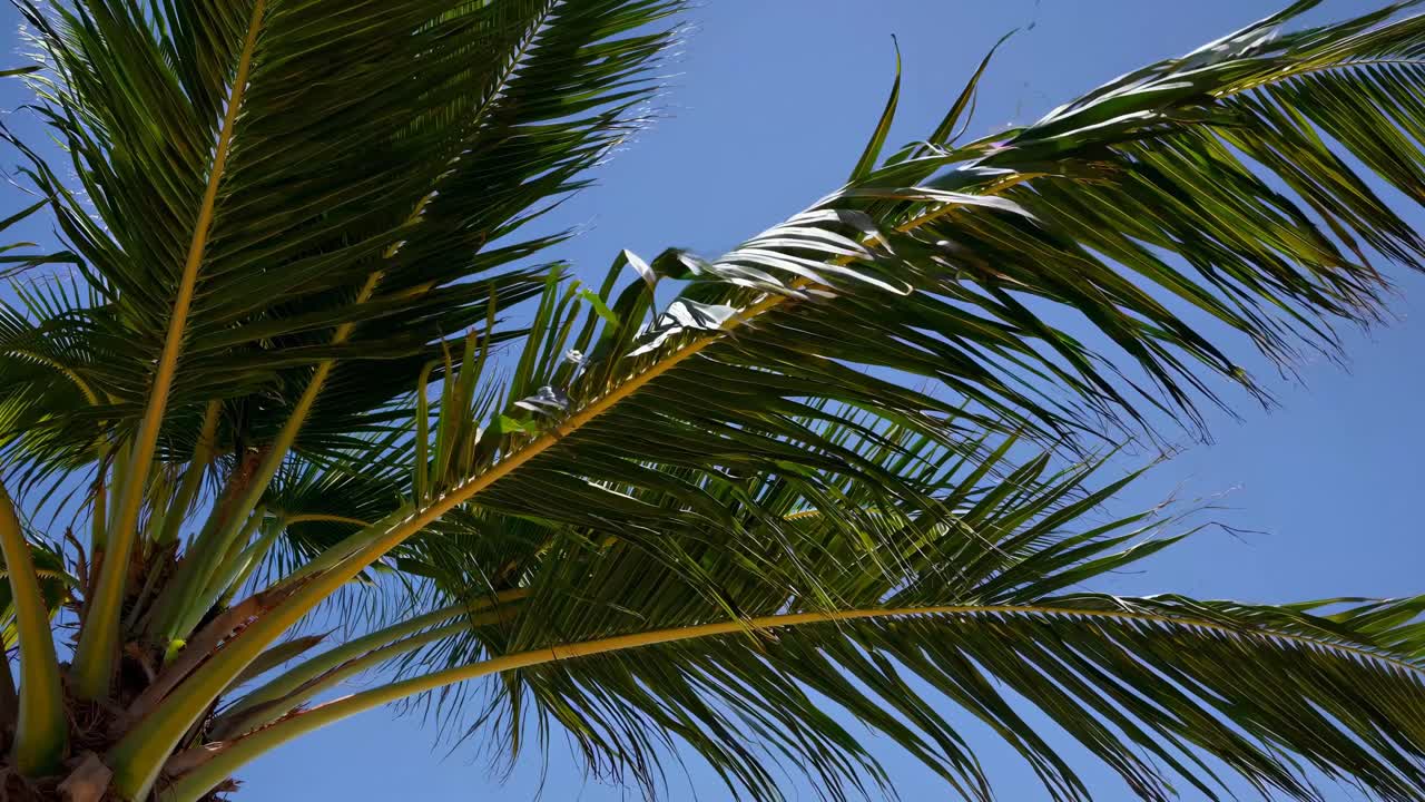 Ripresa video dal basso di foglie di palma contro un cielo azzurro limpido, che cattura un'atmosfera tropicale con colori vivaci.