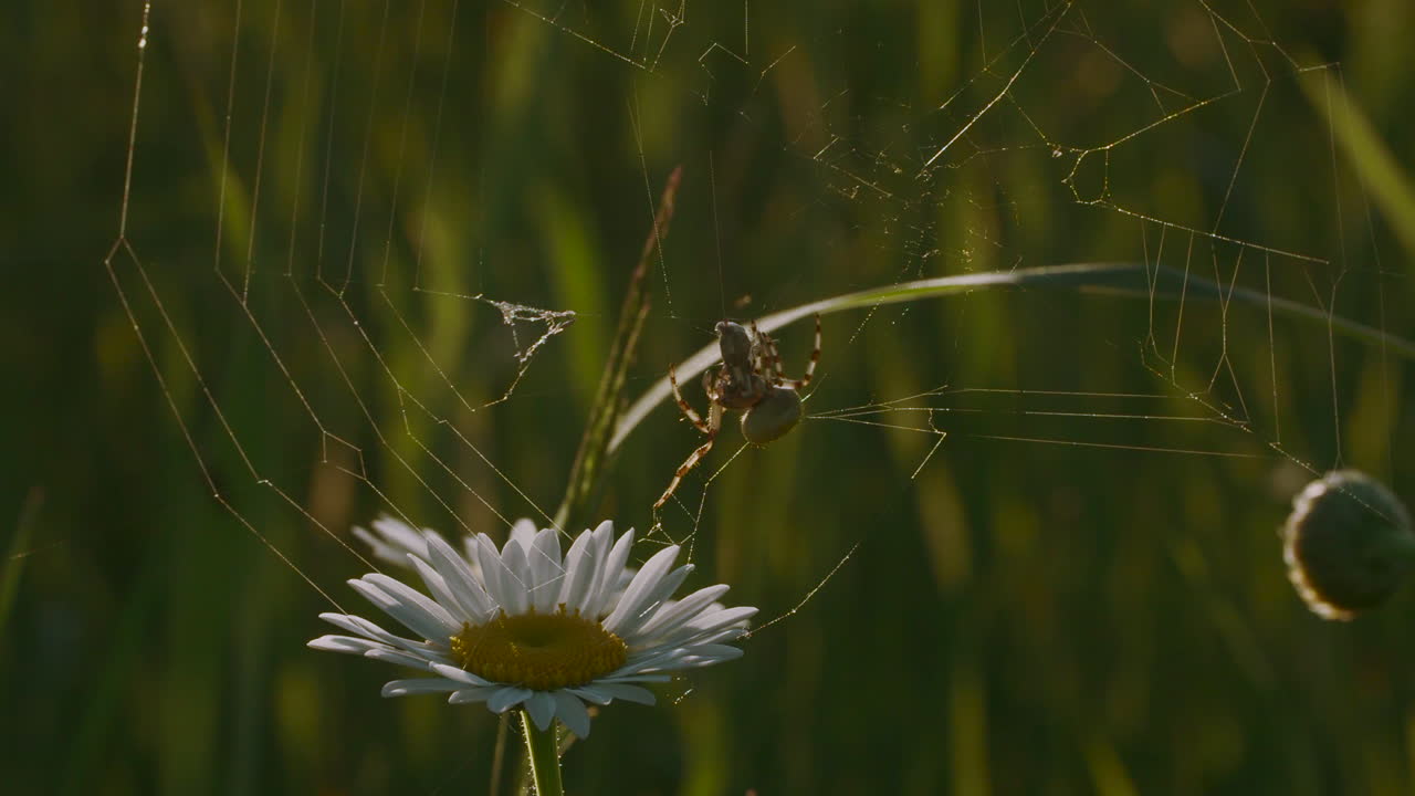 araña en una telaraña con una margarita