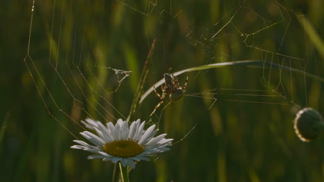 araña en una telaraña con una margarita