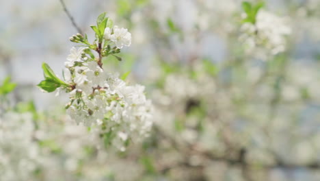 apple blossoms during spring, in slow motion