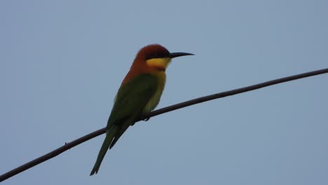 bee eater in tree buses