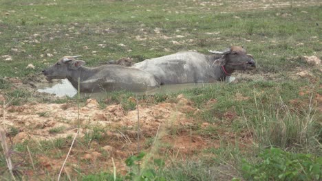 Two-Water-Buffalo-Cooling-Off-in-a-Water-Hole