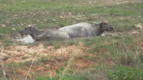 two water buffalo cooling off in a water hole