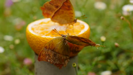 Pearl-Emperor-stand-on-citrus-half-for-food,-push-and-shove-each-other,-flap-wings,-competing-for-position