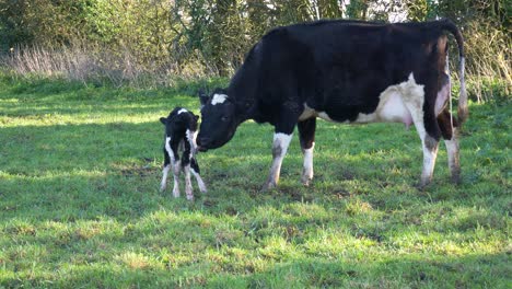 new-born baby calf getting cleaned by its mother