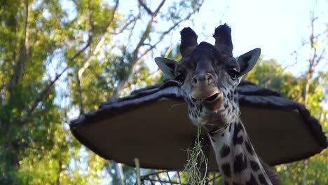 giraffe eating and looking at camera