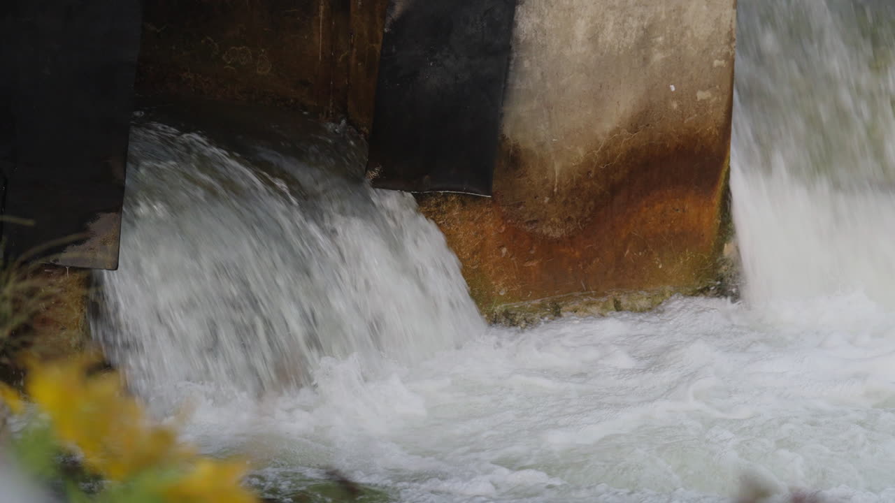 Salmon jumping in flowing river in slow motion in Ontario, raw nature action
