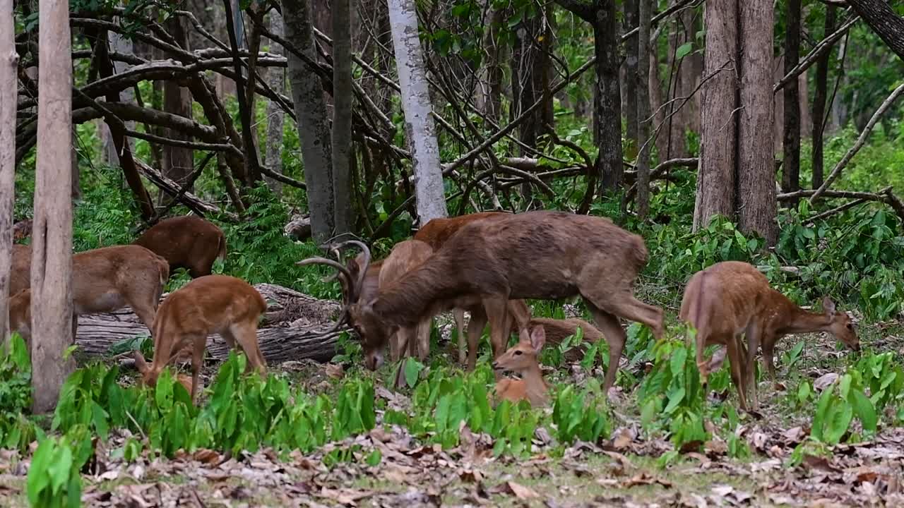 Il cervo di Eld è una specie in via di estinzione a causa della perdita dell'habitat e della caccia