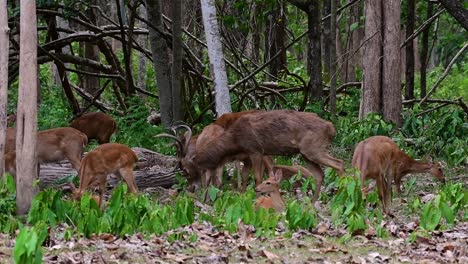 El-Ciervo-Del-Campo-Es-Una-Especie-En-Peligro-De-Extinción-Debido-A-La-Pérdida-De-Hábitat-Y-La-Caza