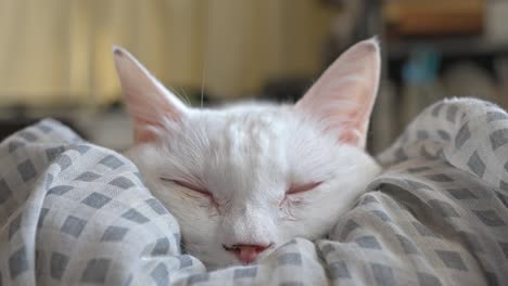 a pure white cat is captured sleeping soundly, nestled comfortably on a soft, patterned blanket, radiating tranquility.