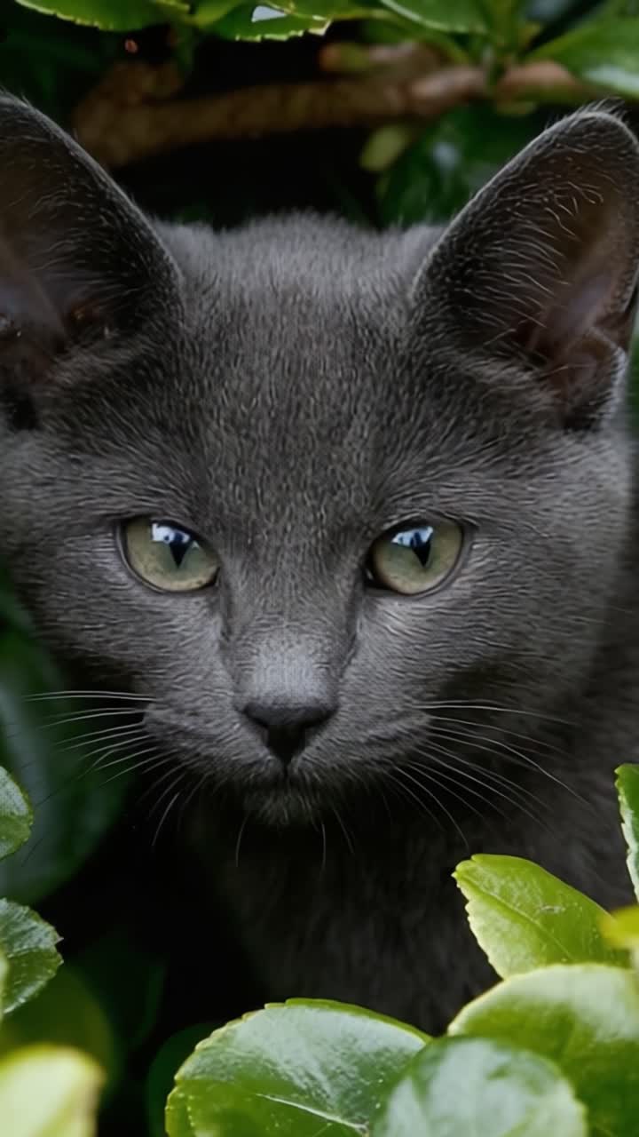 Un curioso gatto grigio che osserva l'ambiente circostante tra il fogliame verde lussureggiante, catturato in due fotogrammi di incanto e fascino felino